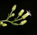 Canadian horseweed